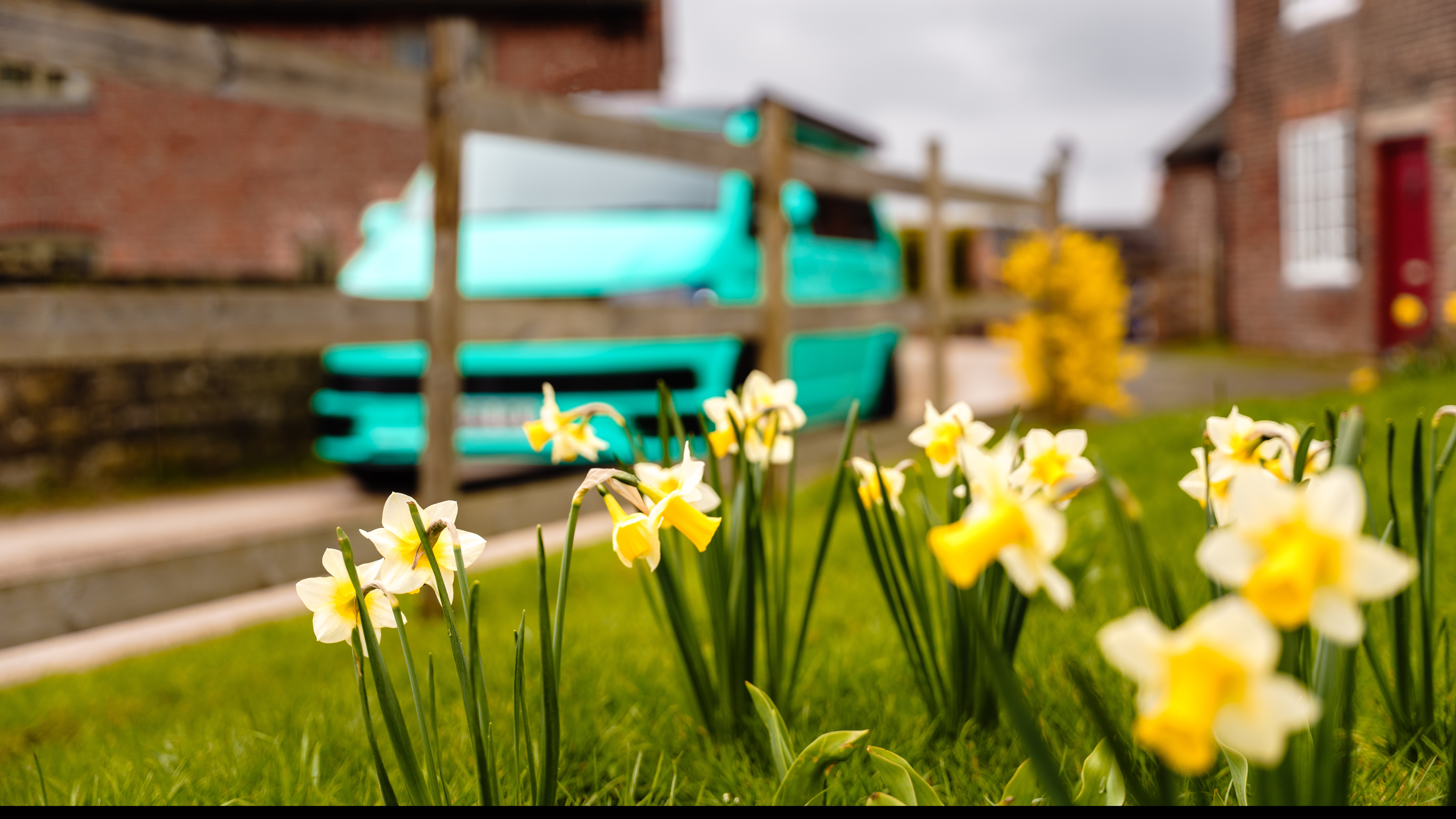 Yellow daffodils blooming in the foreground with a turquoise campervan parked by a countryside home, symbolising the start of spring travel and scenic UK campervan adventures.